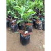 Cây Giống Ổi Nữ Hoàng - Cây ăn quả chất lượng, giá chỉ 38.000đ, giảm từ 47.120đ 5
