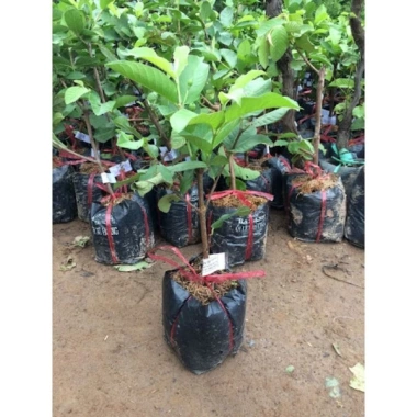 Cây Giống Ổi Nữ Hoàng - Cây ăn quả chất lượng, giá chỉ 38.000đ, giảm từ 47.120đ 5