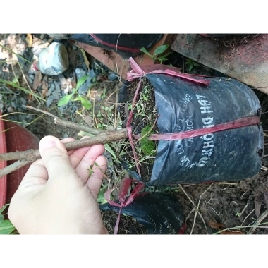 Cây Giống Ổi Nữ Hoàng - Cây ăn quả chất lượng, giá chỉ 38.000đ, giảm từ 47.120đ 6