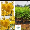 Cây giống Phong Linh Vàng cao 60-80cm - Giá gốc 26.000, giảm còn 20.000 đồng, lá xanh rực rỡ, dễ trồng, tăng không gian xanh