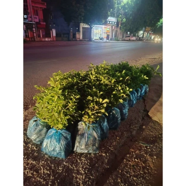 Cây giống Phong Linh Vàng cao 60-80cm - Giá gốc 26.000, giảm còn 20.000 đồng, lá xanh rực rỡ, dễ trồng, tăng không gian xanh 2