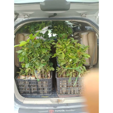 Cây giống Phong Linh Vàng cao 60-80cm - Giá gốc 26.000, giảm còn 20.000 đồng, lá xanh rực rỡ, dễ trồng, tăng không gian xanh 3