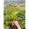 Cây giống Phong Linh Vàng cao 60-80cm - Giá gốc 26.000, giảm còn 20.000 đồng, lá xanh rực rỡ, dễ trồng, tăng không gian xanh 6