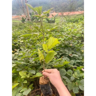 Cây giống Phong Linh Vàng cao 60-80cm - Giá gốc 26.000, giảm còn 20.000 đồng, lá xanh rực rỡ, dễ trồng, tăng không gian xanh 6