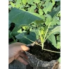 Cây giống su hào trồng bầu ổn định như hình - Giá 18.000đ, shop chuph thật 5