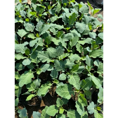 Cây giống su hào trồng bầu ổn định như hình - Giá 18.000đ, shop chuph thật 6 Cây giống su hào trồng bầu ổn định như hình - Giá 18.000đ, shop chuph thật 6