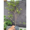 Cây hải châu có trái – Giá chỉ 200.000đ, giảm so với 250.000, cây nội thất đẹp