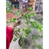 Cây hải châu có trái – Giá chỉ 200.000đ, giảm so với 250.000, cây nội thất đẹp 2