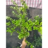 Cây hải châu mini khai thác mẫu - Giá chỉ 189.000đ, cây cảnh trong nhà dễ trồng