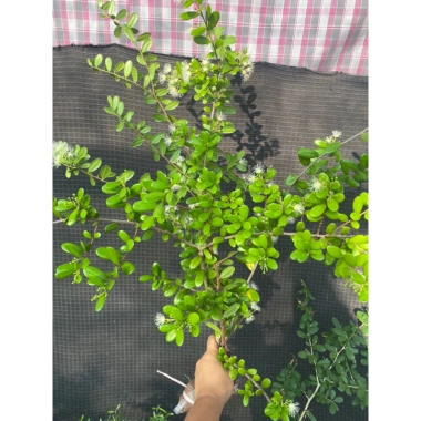 Cây hải châu mini khai thác mẫu - Giá chỉ 189.000đ, cây cảnh trong nhà dễ trồng