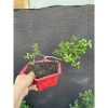Cây hải châu mini khai thác mẫu - Giá chỉ 189.000đ, cây cảnh trong nhà dễ trồng 2
