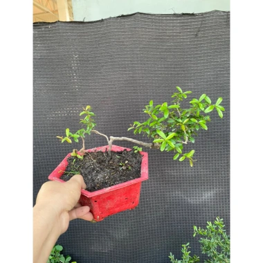 Cây hải châu mini khai thác mẫu - Giá chỉ 189.000đ, cây cảnh trong nhà dễ trồng