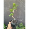 Cây hải châu mini khai thác mẫu - Giá chỉ 189.000đ, cây cảnh trong nhà dễ trồng 3