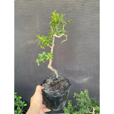 Cây hải châu mini khai thác mẫu - Giá chỉ 189.000đ, cây cảnh trong nhà dễ trồng 3 Cây hải châu mini khai thác mẫu - Giá chỉ 189.000đ, cây cảnh trong nhà dễ trồng 3