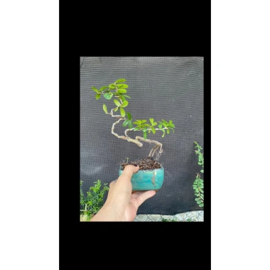 Cây hải châu mini khai thác mẫu - Giá chỉ 189.000đ, cây cảnh trong nhà dễ trồng