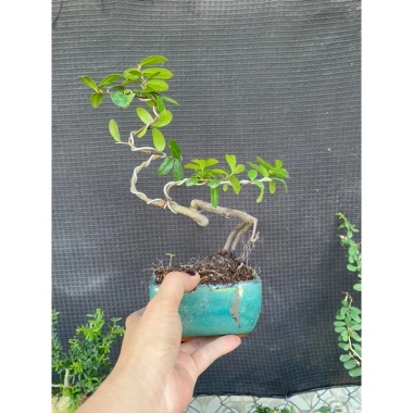 Cây hải châu mini khai thác mẫu - Giá chỉ 189.000đ, cây cảnh trong nhà dễ trồng 5 Cây hải châu mini khai thác mẫu - Giá chỉ 189.000đ, cây cảnh trong nhà dễ trồng 5