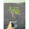 Cây hải châu mini khai thác mẫu - Giá chỉ 189.000đ, cây cảnh trong nhà dễ trồng 6