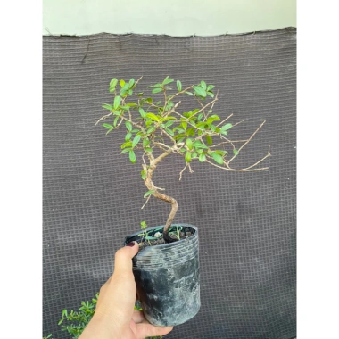 Cây hải châu mini khai thác mẫu - Giá chỉ 189.000đ, cây cảnh trong nhà dễ trồng
