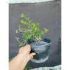 Cây hải châu mini khai thác mẫu - Giá chỉ 189.000đ, cây cảnh trong nhà dễ trồng 7