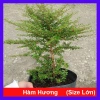Cây hàm hương size lớn 30-40cm chậu cây cảnh tỏa hương thơm, giá ưu đãi 125k