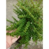 Cây hàm hương size lớn 30-40cm chậu cây cảnh tỏa hương thơm, giá ưu đãi 125k 2