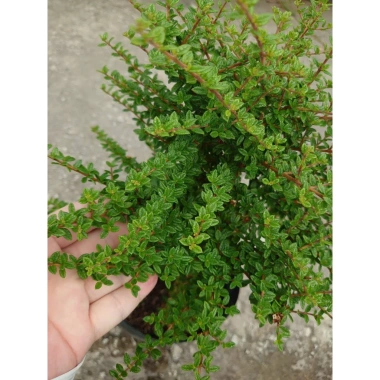 Cây hàm hương size lớn 30-40cm chậu cây cảnh tỏa hương thơm, giá ưu đãi 125k 2
