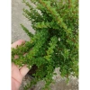 Cây hàm hương size lớn 30-40cm chậu cây cảnh tỏa hương thơm, giá ưu đãi 125k 3