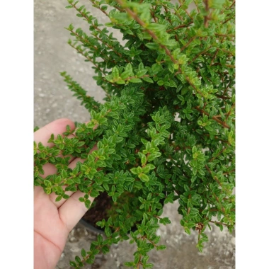 Cây hàm hương size lớn 30-40cm chậu cây cảnh tỏa hương thơm, giá ưu đãi 125k 3