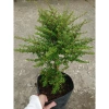 Cây hàm hương size lớn 30-40cm chậu cây cảnh tỏa hương thơm, giá ưu đãi 125k 4