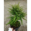 Cây hàm hương size lớn 30-40cm chậu cây cảnh tỏa hương thơm, giá ưu đãi 125k 5
