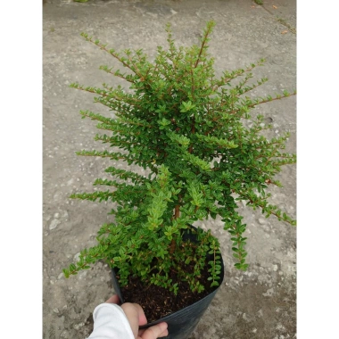 Cây hàm hương size lớn 30-40cm chậu cây cảnh tỏa hương thơm, giá ưu đãi 125k 5
