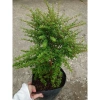 Cây hàm hương size lớn 30-40cm chậu cây cảnh tỏa hương thơm, giá ưu đãi 125k 6