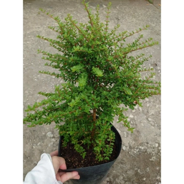 Cây hàm hương size lớn 30-40cm chậu cây cảnh tỏa hương thơm, giá ưu đãi 125k 6