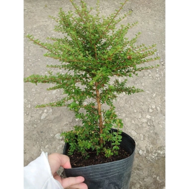 Cây hàm hương size lớn 30-40cm chậu cây cảnh tỏa hương thơm, giá ưu đãi 125k 7