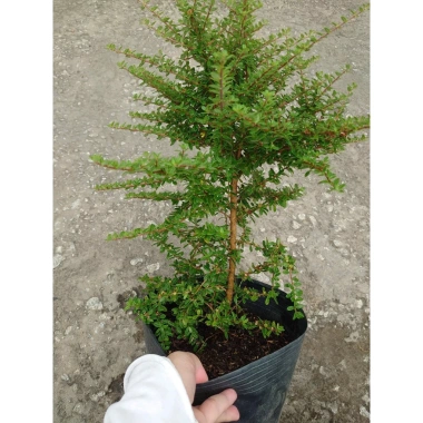 Cây hàm hương size lớn 30-40cm chậu cây cảnh tỏa hương thơm, giá ưu đãi 125k 8