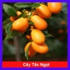 Cây Hạnh Ngọt - Cây tắc ngọt Thái 85.000đ, quả ngọt thơm, trồng dễ