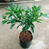 Cây Hạnh Ngọt - Cây tắc ngọt Thái 85.000đ, quả ngọt thơm, trồng dễ 2