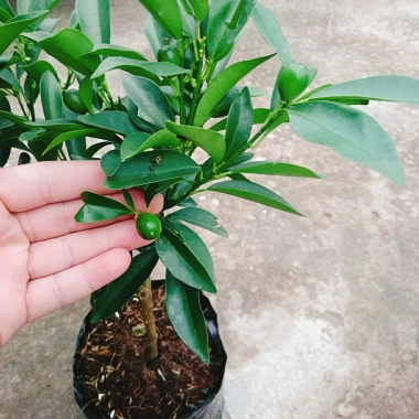 Cây Hạnh Ngọt - Cây tắc ngọt Thái 85.000đ, quả ngọt thơm, trồng dễ 3 Cây Hạnh Ngọt - Cây tắc ngọt Thái 85.000đ, quả ngọt thơm, trồng dễ 3