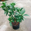 Cây Hạnh Ngọt - Cây tắc ngọt Thái 85.000đ, quả ngọt thơm, trồng dễ 4