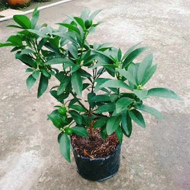 Cây Hạnh Ngọt - Cây tắc ngọt Thái 85.000đ, quả ngọt thơm, trồng dễ 4 Cây Hạnh Ngọt - Cây tắc ngọt Thái 85.000đ, quả ngọt thơm, trồng dễ 4