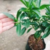 Cây Hạnh Ngọt - Cây tắc ngọt Thái 85.000đ, quả ngọt thơm, trồng dễ 5