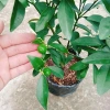 Cây Hạnh Ngọt - Cây tắc ngọt Thái 85.000đ, quả ngọt thơm, trồng dễ 6