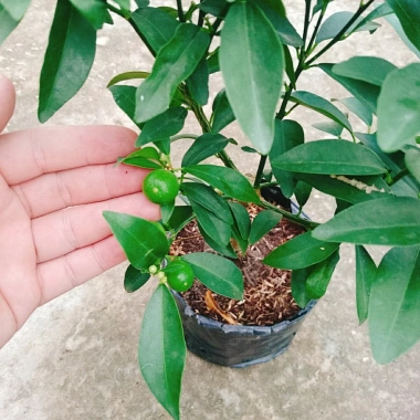 Cây Hạnh Ngọt - Cây tắc ngọt Thái 85.000đ, quả ngọt thơm, trồng dễ