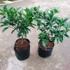 Cây Hạnh Ngọt - Cây tắc ngọt Thái 85.000đ, quả ngọt thơm, trồng dễ 7