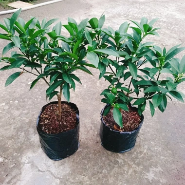 Cây Hạnh Ngọt - Cây tắc ngọt Thái 85.000đ, quả ngọt thơm, trồng dễ