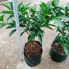 Cây Hạnh Ngọt - Cây tắc ngọt Thái 85.000đ, quả ngọt thơm, trồng dễ 8