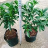 Cây Hạnh Ngọt - Cây tắc ngọt Thái 85.000đ, quả ngọt thơm, trồng dễ 9