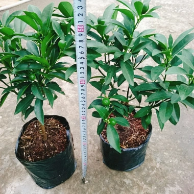Cây Hạnh Ngọt - Cây tắc ngọt Thái 85.000đ, quả ngọt thơm, trồng dễ 9 Cây Hạnh Ngọt - Cây tắc ngọt Thái 85.000đ, quả ngọt thơm, trồng dễ 9