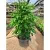 Cây hạnh phúc 80cm - Trang trí sân vườn, chậu phong thuỷ, giá ưu đãi 100.000đ