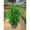 Cây hạnh phúc 80cm - Trang trí sân vườn, chậu phong thuỷ, giá ưu đãi 100.000đ 2